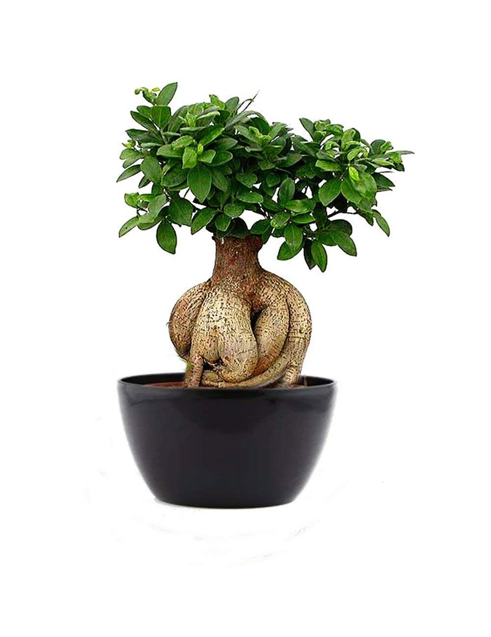 Abana Homes Bonsai Live Plant - 5 Years Old Ficus Microcarpa Bonsai Plants In Black Ceramic Pot | Unique Bonsai Plants for Home Indoor | Ideal for Office, Living Room, Balcony, White Pot