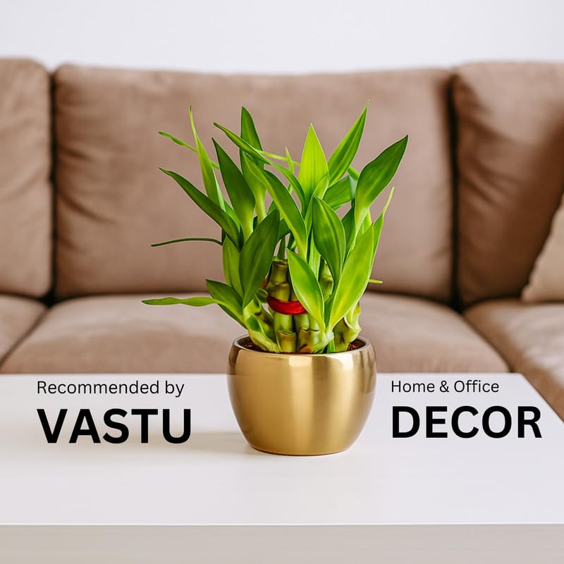 Amulya Farms Live Lucky Bamboo 5 layer plant in Copper Pot | Bamboo Plants for home decoration | Indoor Plants for Home | Ideal for Living room, Balcony, Office desk & Kitchen | Lucky Vastu Plant |
