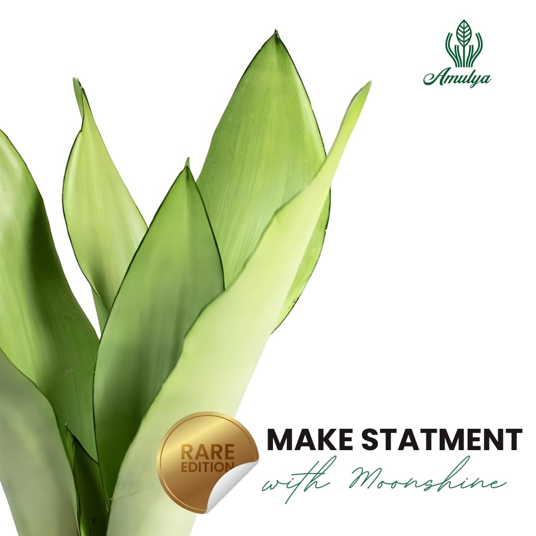 Amulya Farms Live Lucky Bamboo 5 layer plant in Copper Pot | Bamboo Plants for home decoration | Indoor Plants for Home | Ideal for Living room, Balcony, Office desk & Kitchen | Lucky Vastu Plant |