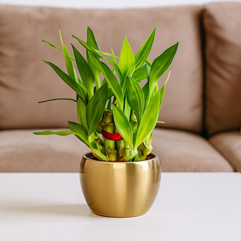 Amulya Farms Live Lucky Bamboo 5 layer plant in Copper Pot | Bamboo Plants for home decoration | Indoor Plants for Home | Ideal for Living room, Balcony, Office desk & Kitchen | Lucky Vastu Plant |