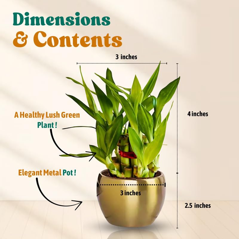 Amulya Farms Live Lucky Bamboo 5 layer plant in Copper Pot | Bamboo Plants for home decoration | Indoor Plants for Home | Ideal for Living room, Balcony, Office desk & Kitchen | Lucky Vastu Plant |