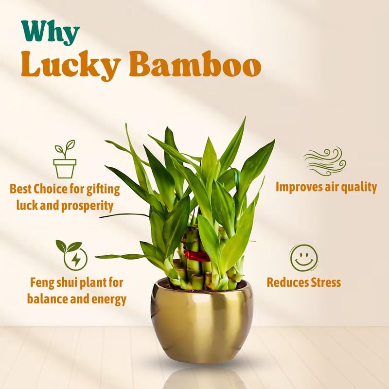 Amulya Farms Live Lucky Bamboo 5 layer plant in Copper Pot | Bamboo Plants for home decoration | Indoor Plants for Home | Ideal for Living room, Balcony, Office desk & Kitchen | Lucky Vastu Plant |
