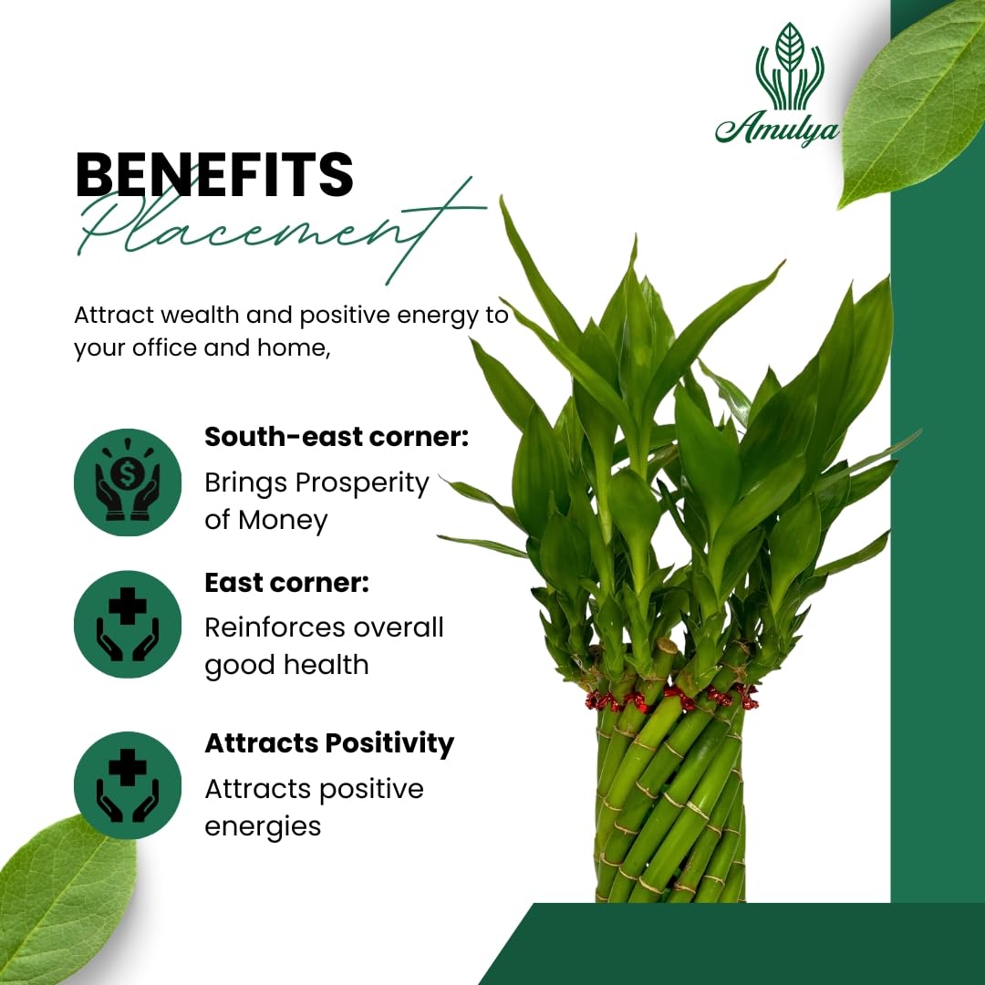 Amulya Farms Live Lucky Bamboo 5 layer plant in Copper Pot | Bamboo Plants for home decoration | Indoor Plants for Home | Ideal for Living room, Balcony, Office desk & Kitchen | Lucky Vastu Plant |
