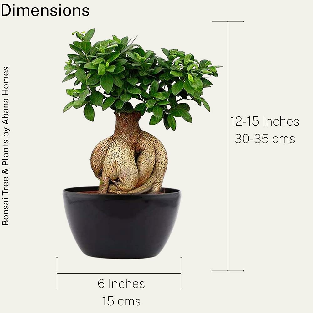 Abana Homes Bonsai Live Plant - 5 Years Old Ficus Microcarpa Bonsai Plants In Black Ceramic Pot | Unique Bonsai Plants for Home Indoor | Ideal for Office, Living Room, Balcony, White Pot