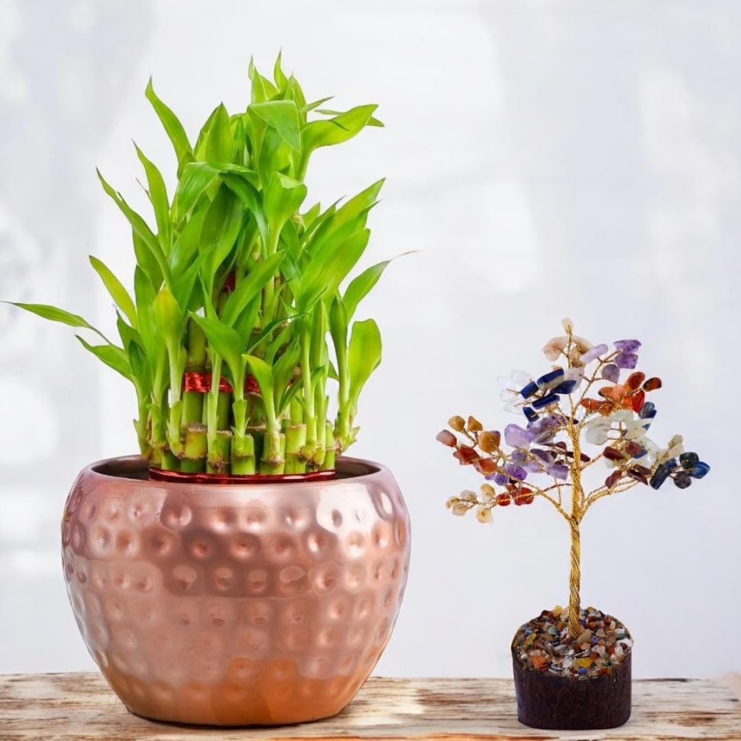 Amulya Farms Live Lucky Bamboo 5 layer plant in Copper Pot | Bamboo Plants for home decoration | Indoor Plants for Home | Ideal for Living room, Balcony, Office desk & Kitchen | Lucky Vastu Plant |