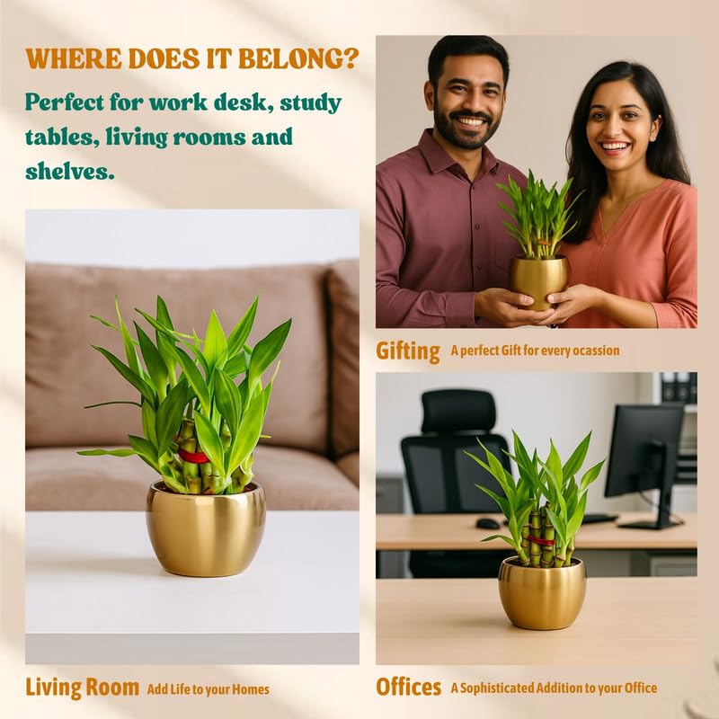 Amulya Farms Live Lucky Bamboo 5 layer plant in Copper Pot | Bamboo Plants for home decoration | Indoor Plants for Home | Ideal for Living room, Balcony, Office desk & Kitchen | Lucky Vastu Plant |