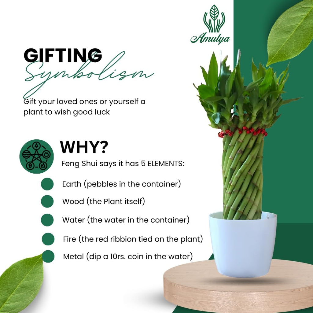 Amulya Farms Live Lucky Bamboo 5 layer plant in Copper Pot | Bamboo Plants for home decoration | Indoor Plants for Home | Ideal for Living room, Balcony, Office desk & Kitchen | Lucky Vastu Plant |