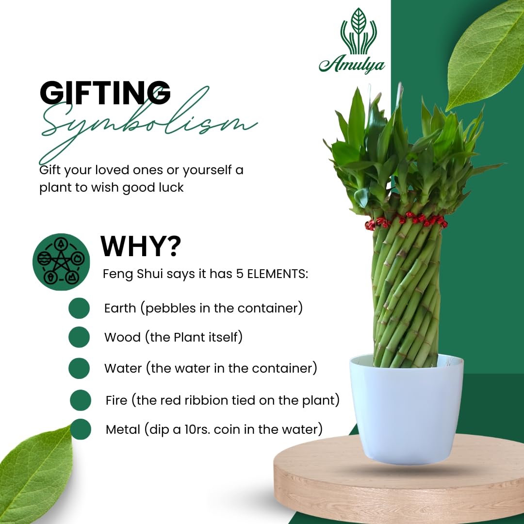 Amulya Farms Live Lucky Bamboo 5 layer plant in Copper Pot | Bamboo Plants for home decoration | Indoor Plants for Home | Ideal for Living room, Balcony, Office desk & Kitchen | Lucky Vastu Plant |