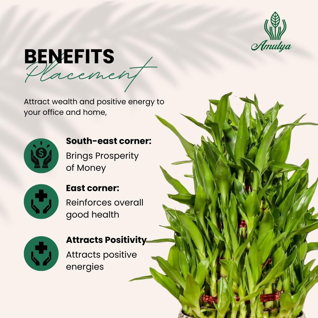 Amulya Farms Live Lucky Bamboo 5 layer plant in Copper Pot | Bamboo Plants for home decoration | Indoor Plants for Home | Ideal for Living room, Balcony, Office desk & Kitchen | Lucky Vastu Plant |