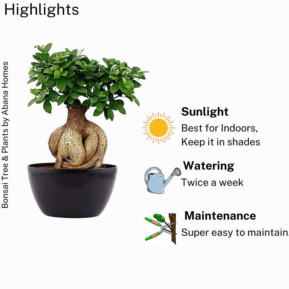 Abana Homes Bonsai Live Plant - 5 Years Old Ficus Microcarpa Bonsai Plants In Black Ceramic Pot | Unique Bonsai Plants for Home Indoor | Ideal for Office, Living Room, Balcony, White Pot