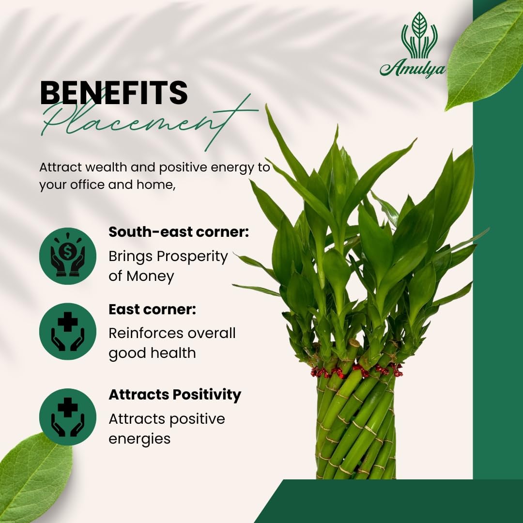 Amulya Farms Live Lucky Bamboo 5 layer plant in Copper Pot | Bamboo Plants for home decoration | Indoor Plants for Home | Ideal for Living room, Balcony, Office desk & Kitchen | Lucky Vastu Plant |