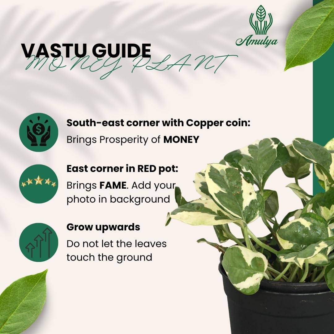 Amulya Farms Live Lucky Bamboo 5 layer plant in Copper Pot | Bamboo Plants for home decoration | Indoor Plants for Home | Ideal for Living room, Balcony, Office desk & Kitchen | Lucky Vastu Plant |