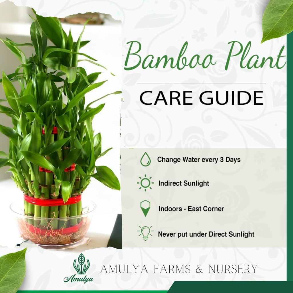 Amulya Farms Live Lucky Bamboo 5 layer plant in Copper Pot | Bamboo Plants for home decoration | Indoor Plants for Home | Ideal for Living room, Balcony, Office desk & Kitchen | Lucky Vastu Plant |