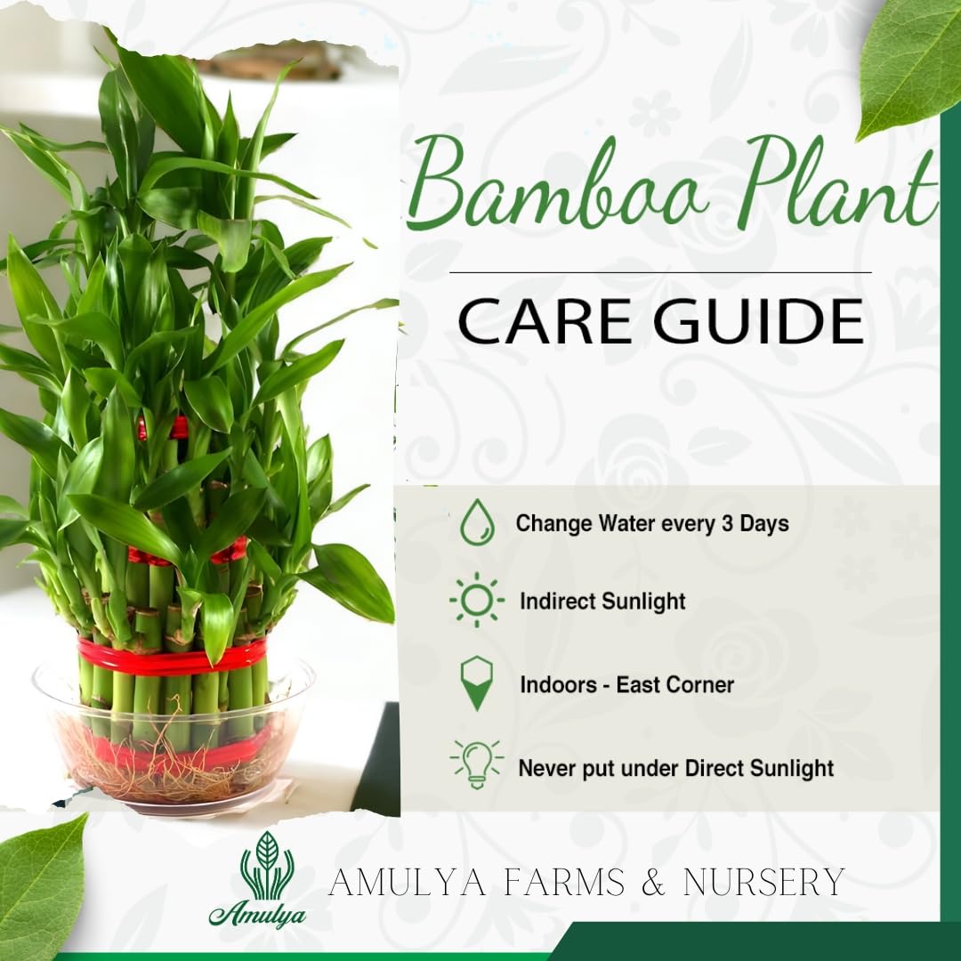 Amulya Farms Live Lucky Bamboo 5 layer plant in Copper Pot | Bamboo Plants for home decoration | Indoor Plants for Home | Ideal for Living room, Balcony, Office desk & Kitchen | Lucky Vastu Plant |