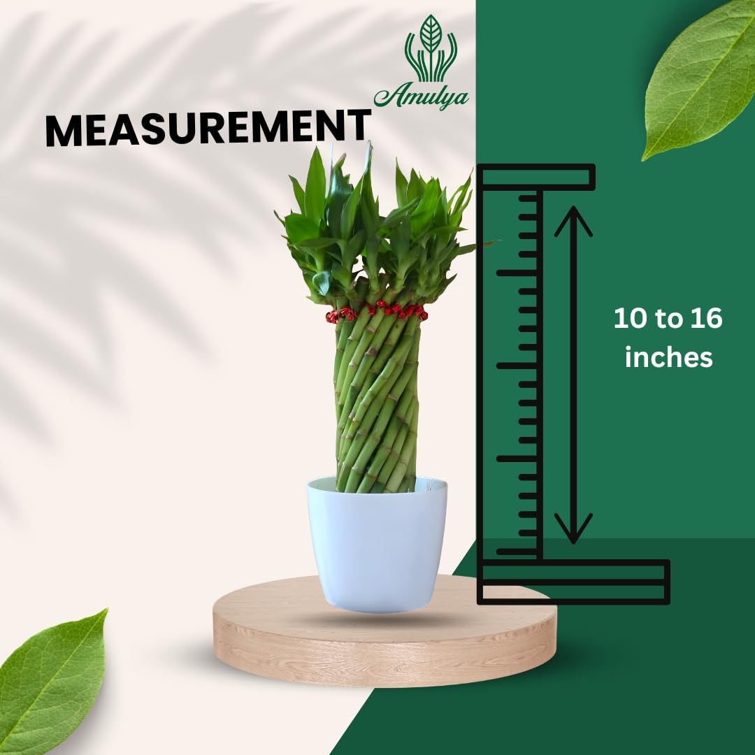 Amulya Farms Live Lucky Bamboo 5 layer plant in Copper Pot | Bamboo Plants for home decoration | Indoor Plants for Home | Ideal for Living room, Balcony, Office desk & Kitchen | Lucky Vastu Plant |