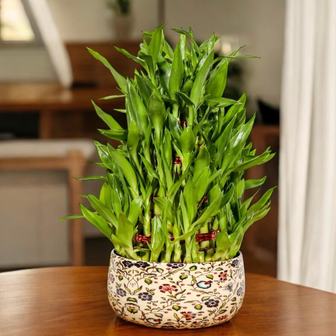 Amulya Farms Live Lucky Bamboo 5 layer plant in Copper Pot | Bamboo Plants for home decoration | Indoor Plants for Home | Ideal for Living room, Balcony, Office desk & Kitchen | Lucky Vastu Plant |