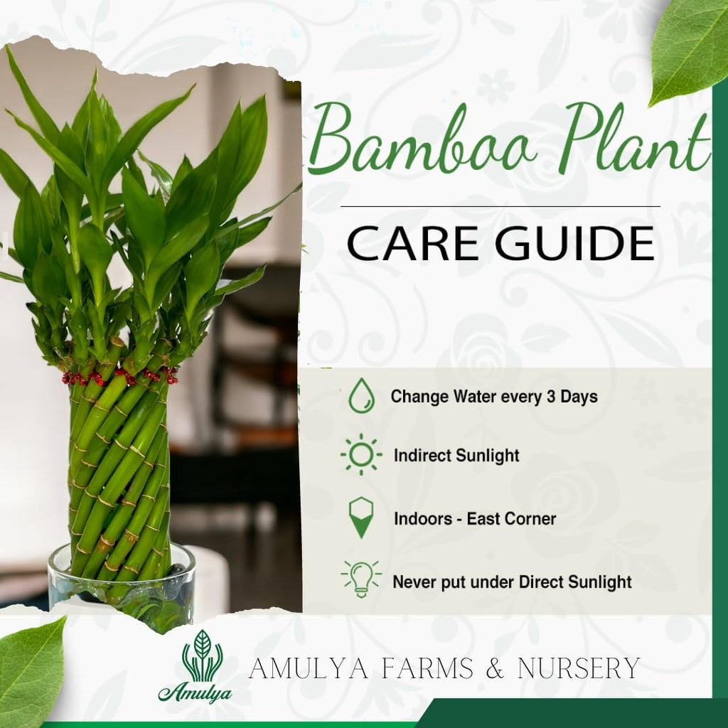 Amulya Farms Live Lucky Bamboo 5 layer plant in Copper Pot | Bamboo Plants for home decoration | Indoor Plants for Home | Ideal for Living room, Balcony, Office desk & Kitchen | Lucky Vastu Plant |
