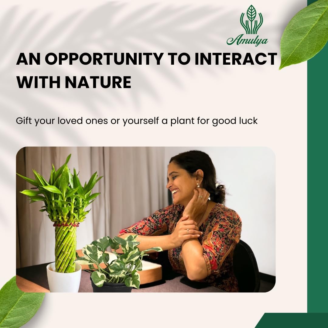 Amulya Farms Live Lucky Bamboo 5 layer plant in Copper Pot | Bamboo Plants for home decoration | Indoor Plants for Home | Ideal for Living room, Balcony, Office desk & Kitchen | Lucky Vastu Plant |