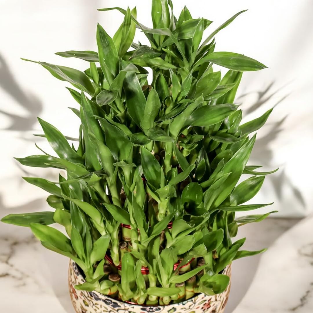 Amulya Farms Live Lucky Bamboo 5 layer plant in Copper Pot | Bamboo Plants for home decoration | Indoor Plants for Home | Ideal for Living room, Balcony, Office desk & Kitchen | Lucky Vastu Plant |