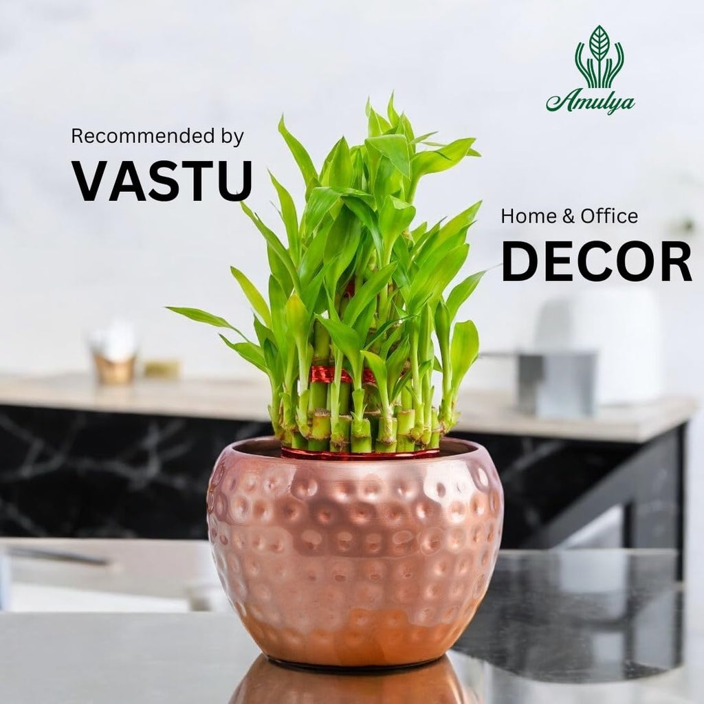 Amulya Farms Live Lucky Bamboo 5 layer plant in Copper Pot | Bamboo Plants for home decoration | Indoor Plants for Home | Ideal for Living room, Balcony, Office desk & Kitchen | Lucky Vastu Plant |