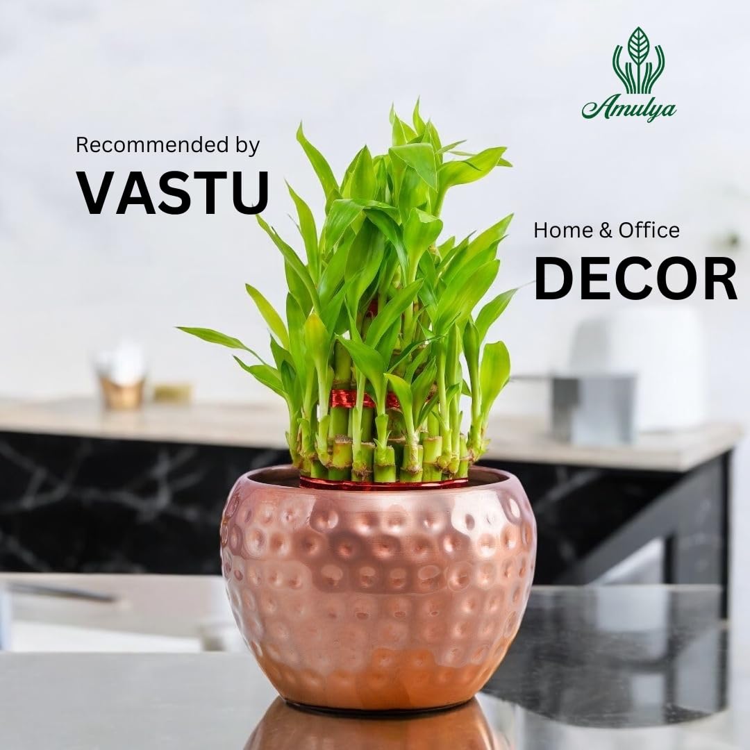 Amulya Farms Live Lucky Bamboo 5 layer plant in Copper Pot | Bamboo Plants for home decoration | Indoor Plants for Home | Ideal for Living room, Balcony, Office desk & Kitchen | Lucky Vastu Plant |