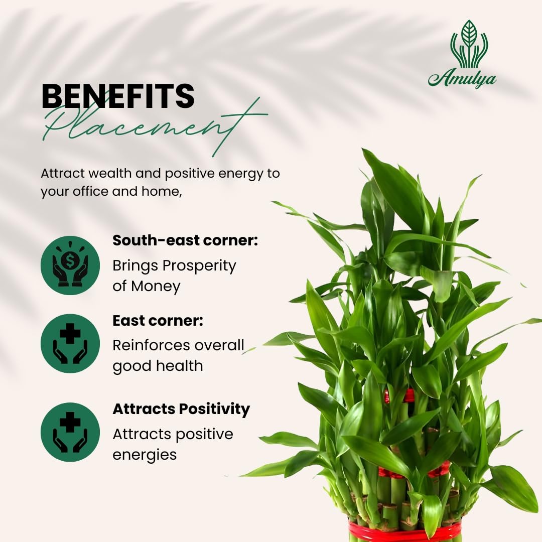 Amulya Farms Live Lucky Bamboo 5 layer plant in Copper Pot | Bamboo Plants for home decoration | Indoor Plants for Home | Ideal for Living room, Balcony, Office desk & Kitchen | Lucky Vastu Plant |