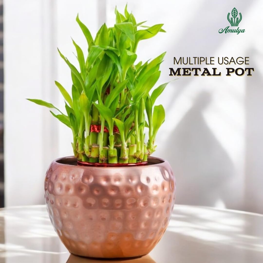 Amulya Farms Live Lucky Bamboo 5 layer plant in Copper Pot | Bamboo Plants for home decoration | Indoor Plants for Home | Ideal for Living room, Balcony, Office desk & Kitchen | Lucky Vastu Plant |