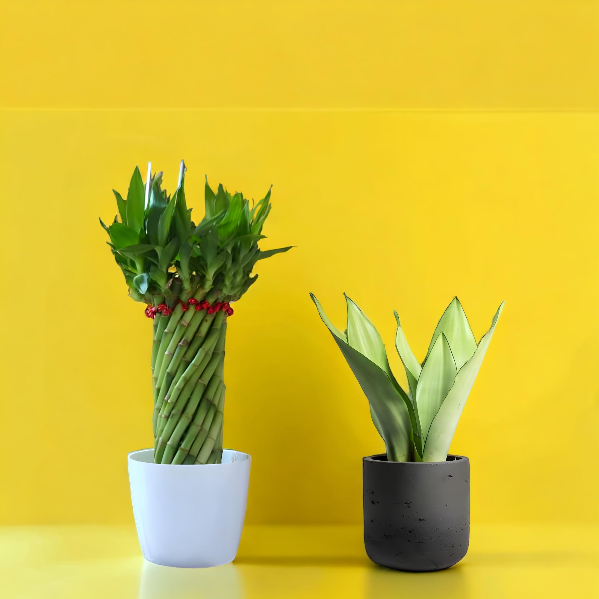 Amulya Farms Live Lucky Bamboo 5 layer plant in Copper Pot | Bamboo Plants for home decoration | Indoor Plants for Home | Ideal for Living room, Balcony, Office desk & Kitchen | Lucky Vastu Plant |