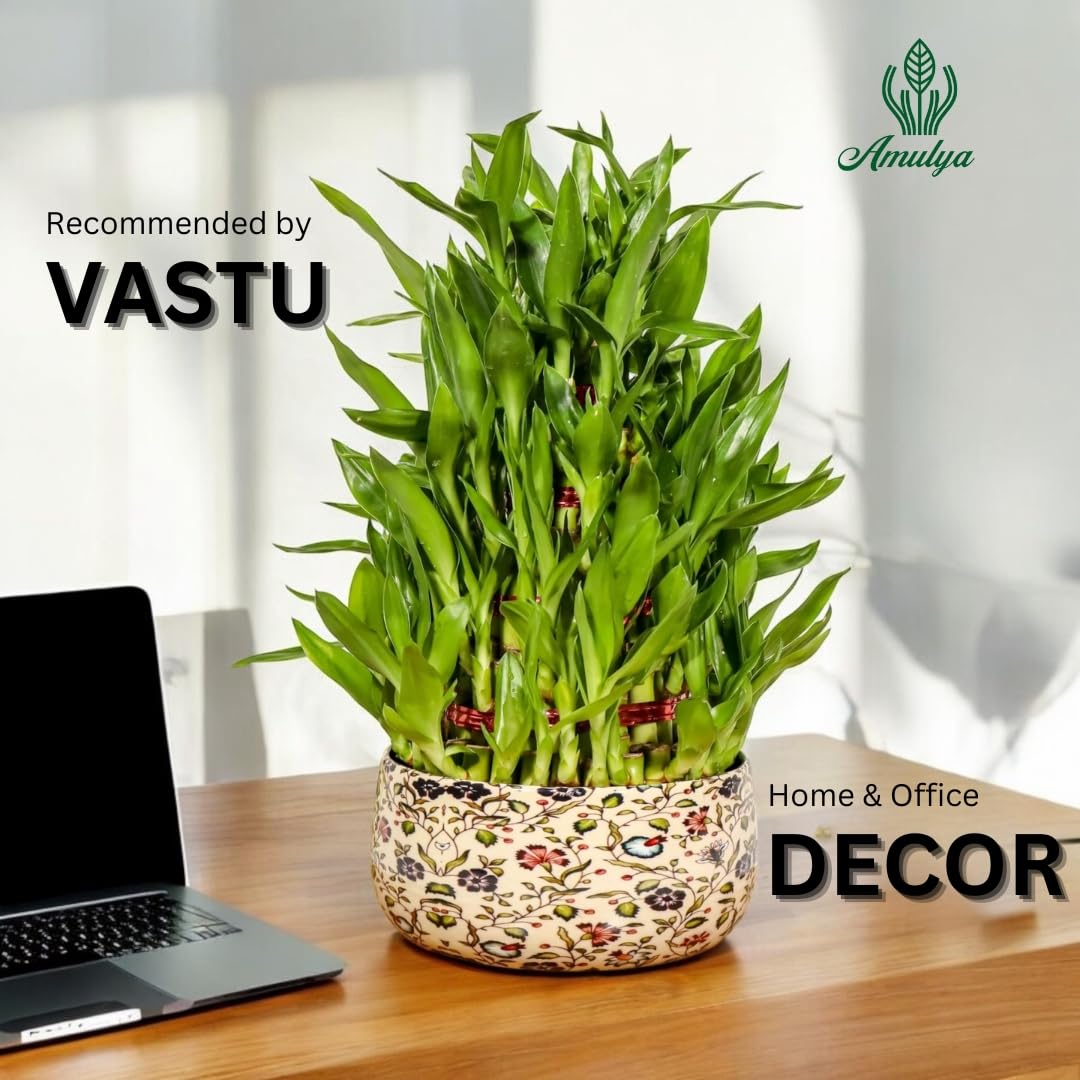 Amulya Farms Live Lucky Bamboo 5 layer plant in Copper Pot | Bamboo Plants for home decoration | Indoor Plants for Home | Ideal for Living room, Balcony, Office desk & Kitchen | Lucky Vastu Plant |