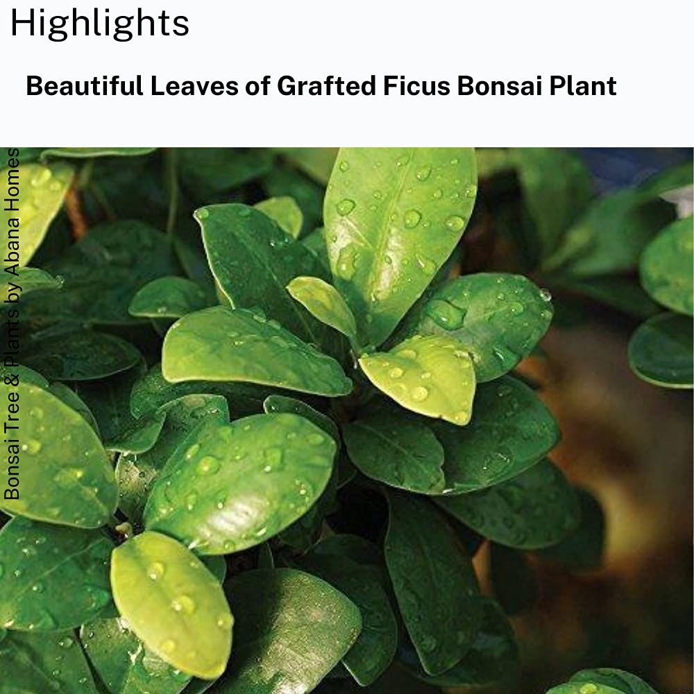 Abana Homes Bonsai Live Plant - 5 Years Old Ficus Microcarpa Bonsai Plants In Black Ceramic Pot | Unique Bonsai Plants for Home Indoor | Ideal for Office, Living Room, Balcony, White Pot