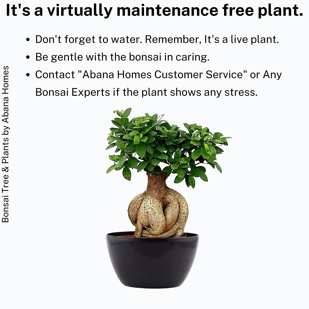 Abana Homes Bonsai Live Plant - 5 Years Old Ficus Microcarpa Bonsai Plants In Black Ceramic Pot | Unique Bonsai Plants for Home Indoor | Ideal for Office, Living Room, Balcony, White Pot