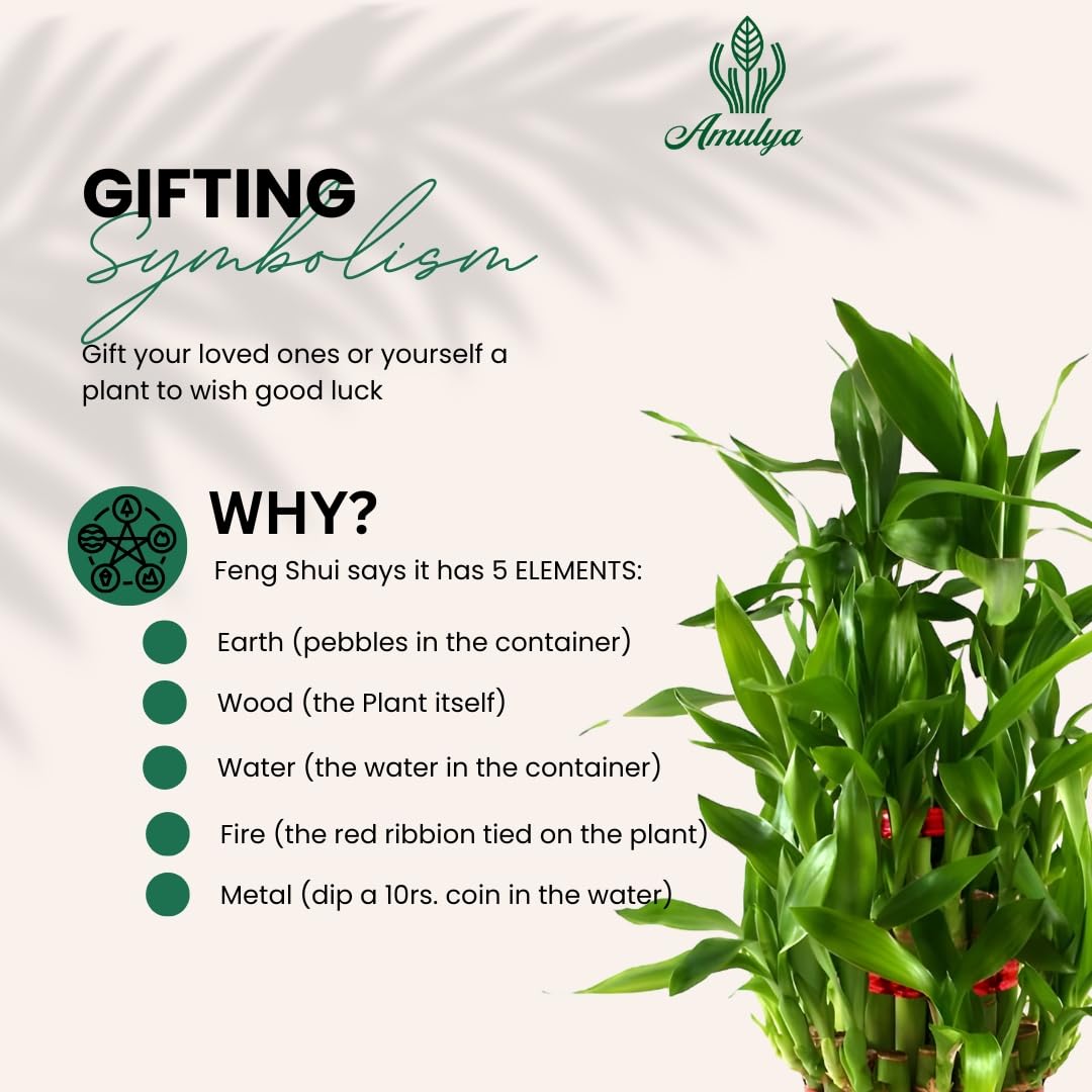 Amulya Farms Live Lucky Bamboo 5 layer plant in Copper Pot | Bamboo Plants for home decoration | Indoor Plants for Home | Ideal for Living room, Balcony, Office desk & Kitchen | Lucky Vastu Plant |