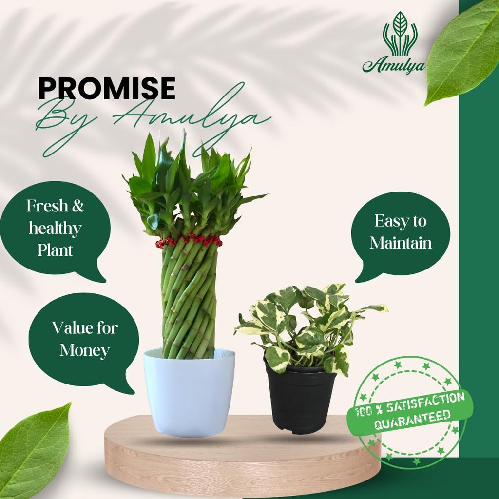 Amulya Farms Live Lucky Bamboo 5 layer plant in Copper Pot | Bamboo Plants for home decoration | Indoor Plants for Home | Ideal for Living room, Balcony, Office desk & Kitchen | Lucky Vastu Plant |
