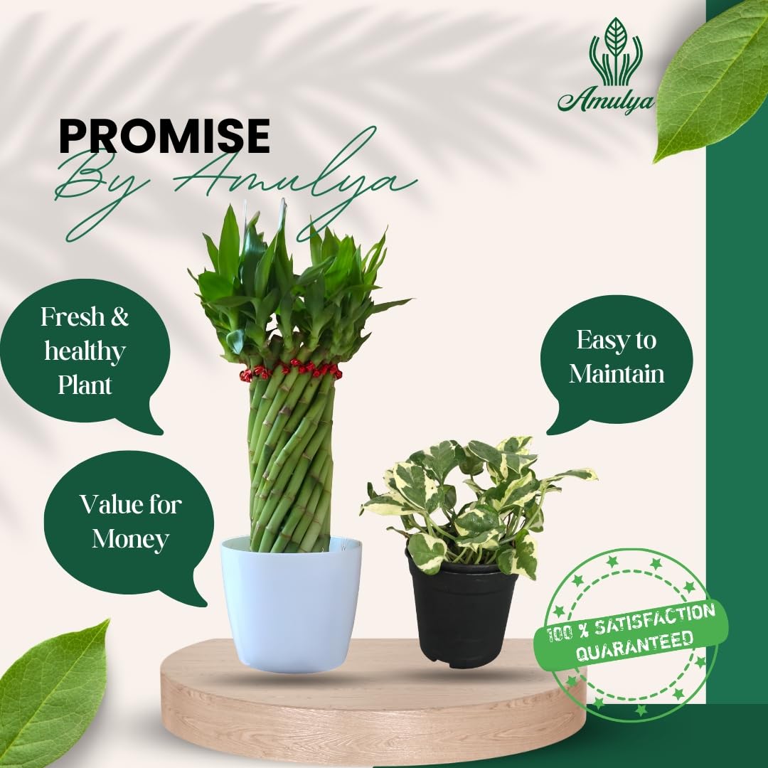 Amulya Farms Live Lucky Bamboo 5 layer plant in Copper Pot | Bamboo Plants for home decoration | Indoor Plants for Home | Ideal for Living room, Balcony, Office desk & Kitchen | Lucky Vastu Plant |