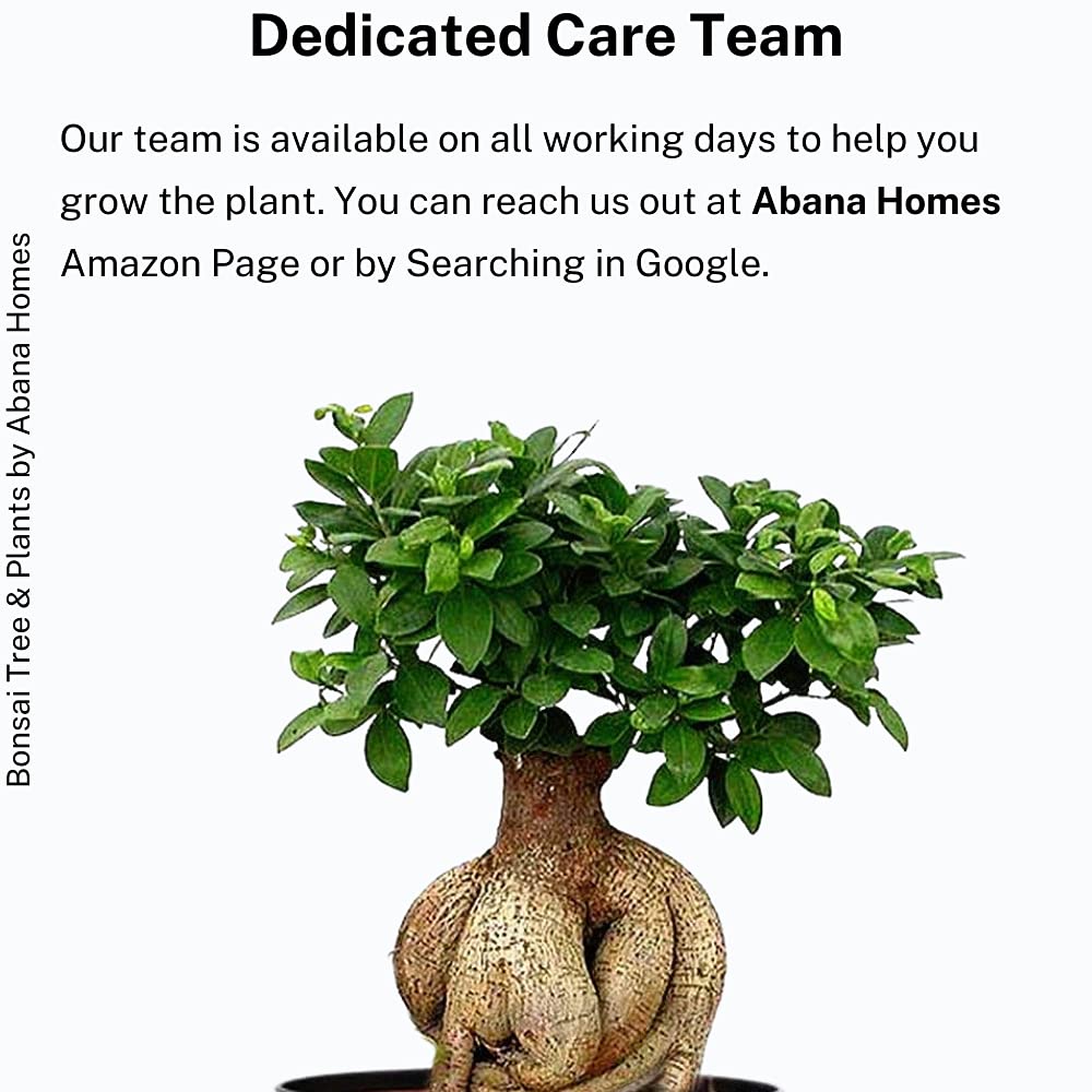 Abana Homes Bonsai Live Plant - 5 Years Old Ficus Microcarpa Bonsai Plants In Black Ceramic Pot | Unique Bonsai Plants for Home Indoor | Ideal for Office, Living Room, Balcony, White Pot
