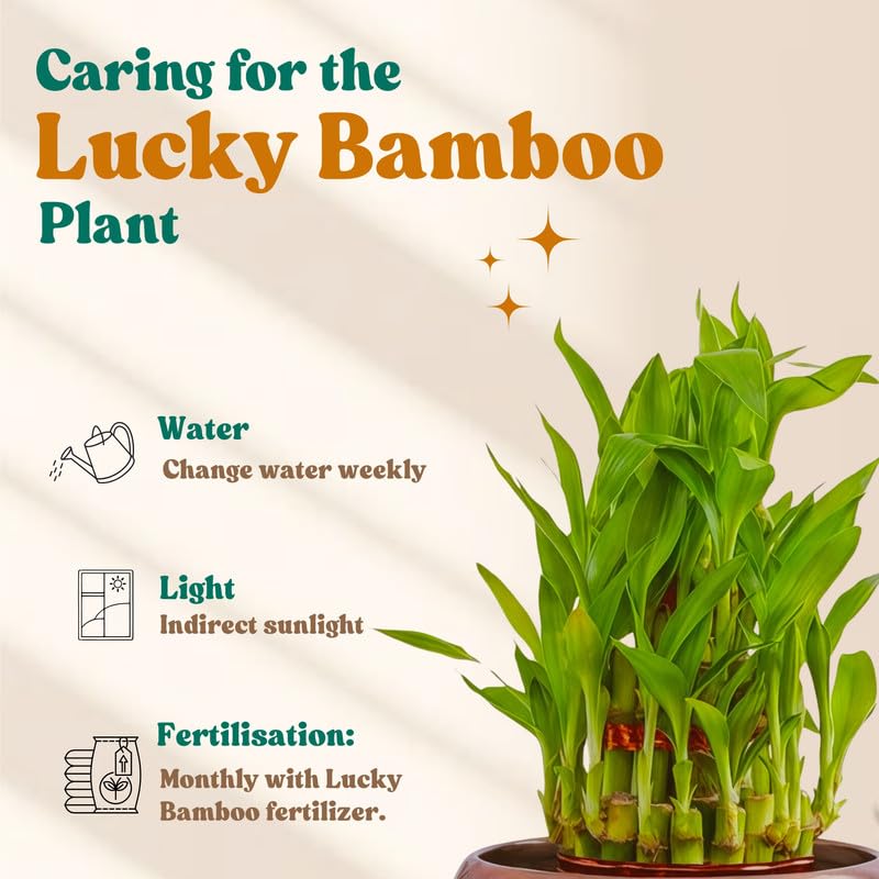 Amulya Farms Live Lucky Bamboo 5 layer plant in Copper Pot | Bamboo Plants for home decoration | Indoor Plants for Home | Ideal for Living room, Balcony, Office desk & Kitchen | Lucky Vastu Plant |