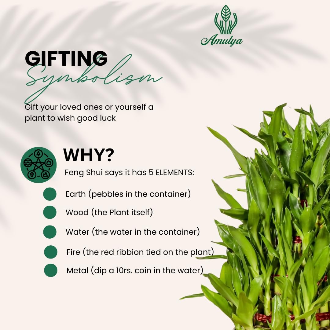 Amulya Farms Live Lucky Bamboo 5 layer plant in Copper Pot | Bamboo Plants for home decoration | Indoor Plants for Home | Ideal for Living room, Balcony, Office desk & Kitchen | Lucky Vastu Plant |