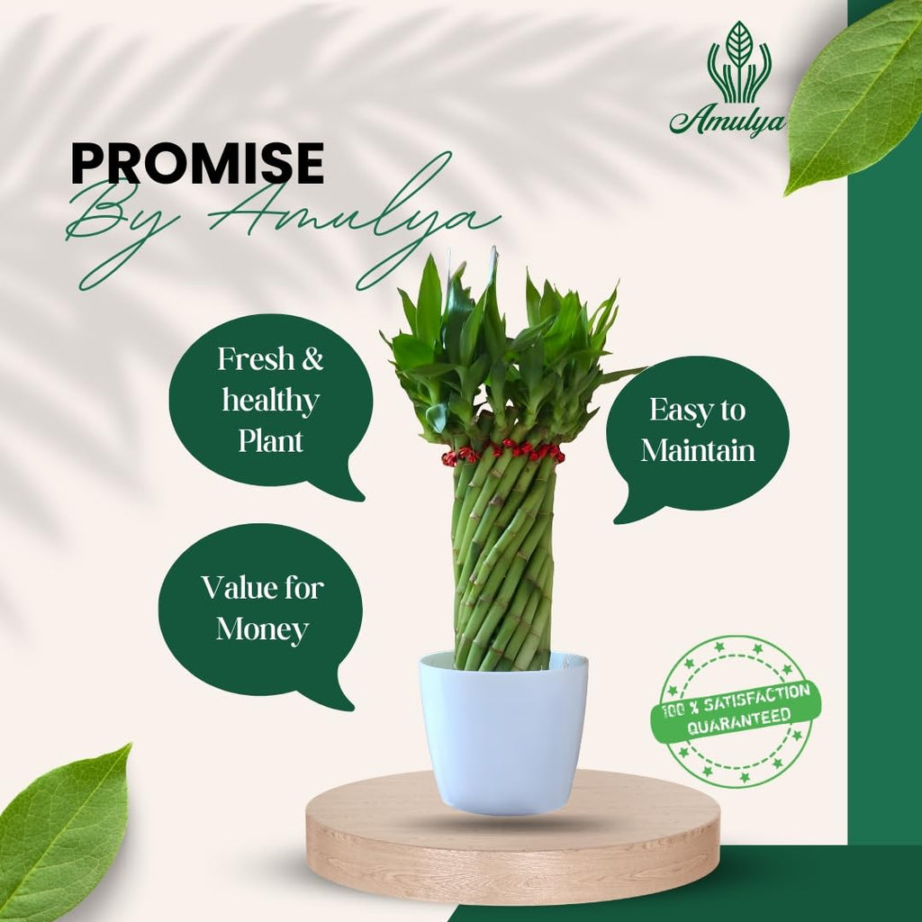 Amulya Farms Live Lucky Bamboo 5 layer plant in Copper Pot | Bamboo Plants for home decoration | Indoor Plants for Home | Ideal for Living room, Balcony, Office desk & Kitchen | Lucky Vastu Plant |
