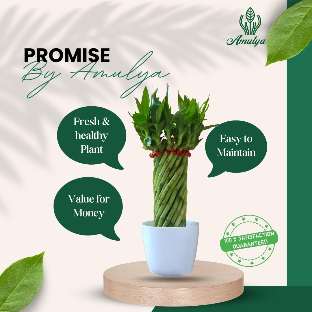 Amulya Farms Live Lucky Bamboo 5 layer plant in Copper Pot | Bamboo Plants for home decoration | Indoor Plants for Home | Ideal for Living room, Balcony, Office desk & Kitchen | Lucky Vastu Plant |