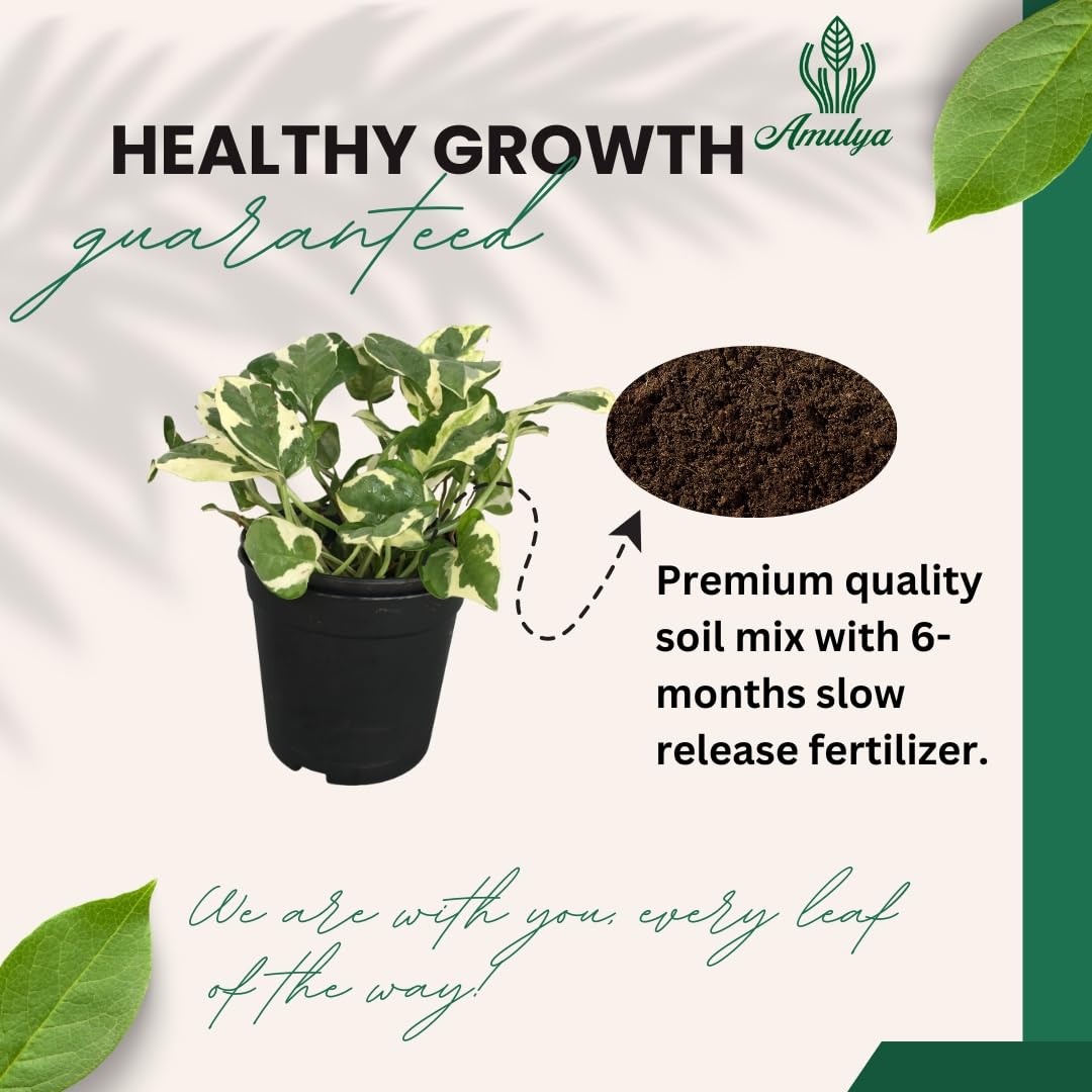 Amulya Farms Live Lucky Bamboo 5 layer plant in Copper Pot | Bamboo Plants for home decoration | Indoor Plants for Home | Ideal for Living room, Balcony, Office desk & Kitchen | Lucky Vastu Plant |