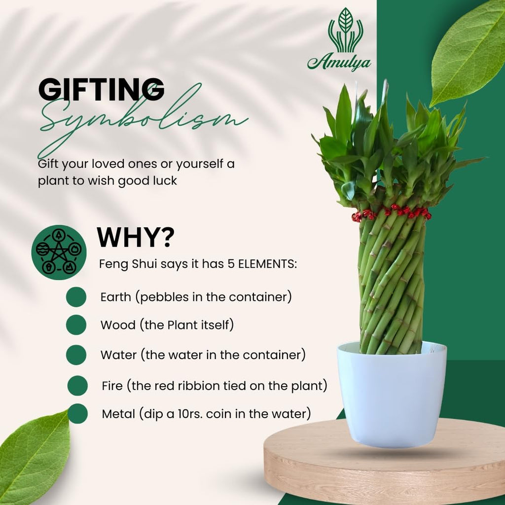 Amulya Farms Live Lucky Bamboo 5 layer plant in Copper Pot | Bamboo Plants for home decoration | Indoor Plants for Home | Ideal for Living room, Balcony, Office desk & Kitchen | Lucky Vastu Plant |