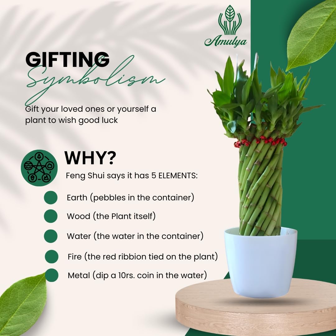 Amulya Farms Live Lucky Bamboo 5 layer plant in Copper Pot | Bamboo Plants for home decoration | Indoor Plants for Home | Ideal for Living room, Balcony, Office desk & Kitchen | Lucky Vastu Plant |