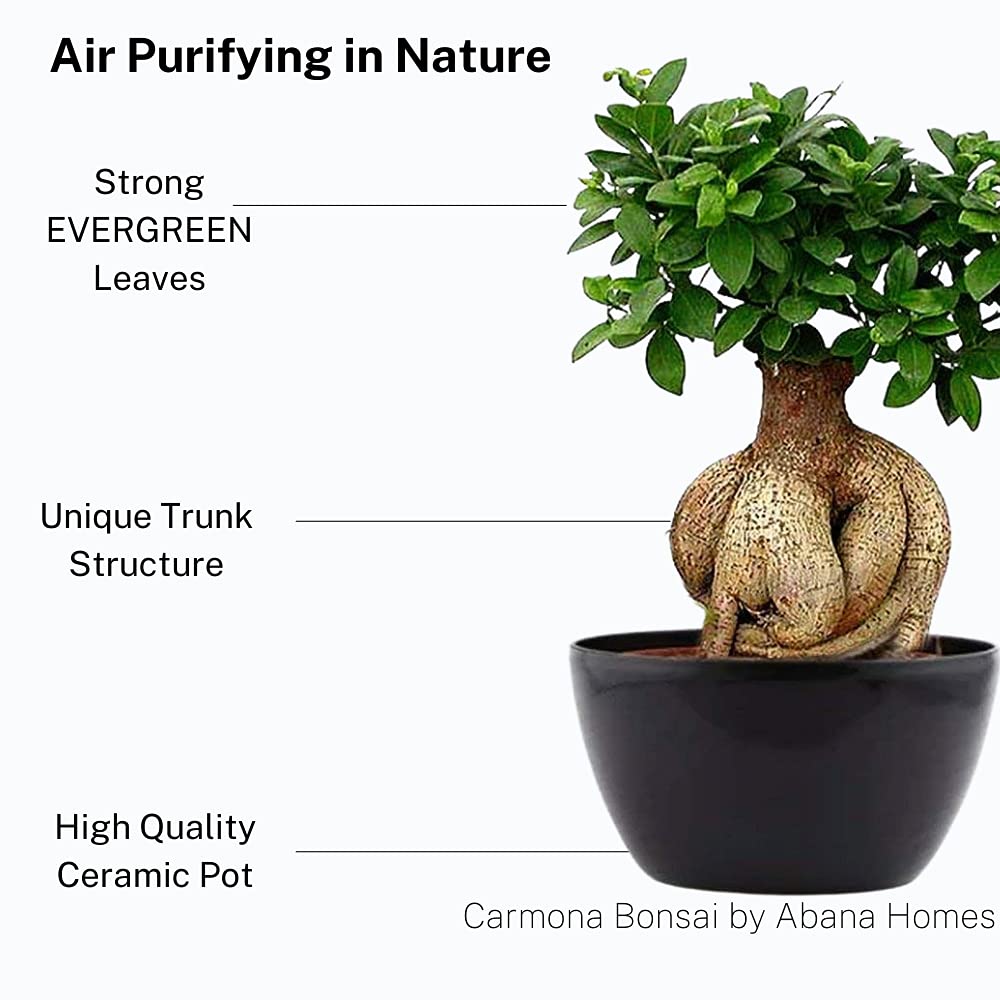 Abana Homes Bonsai Live Plant - 5 Years Old Ficus Microcarpa Bonsai Plants In Black Ceramic Pot | Unique Bonsai Plants for Home Indoor | Ideal for Office, Living Room, Balcony, White Pot