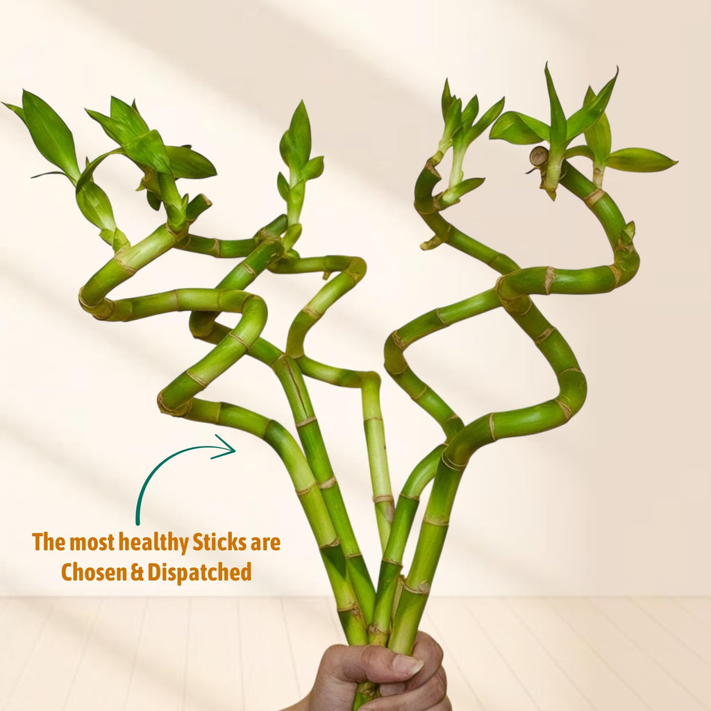 Amulya Farms Live Lucky Bamboo 5 layer plant in Copper Pot | Bamboo Plants for home decoration | Indoor Plants for Home | Ideal for Living room, Balcony, Office desk & Kitchen | Lucky Vastu Plant |