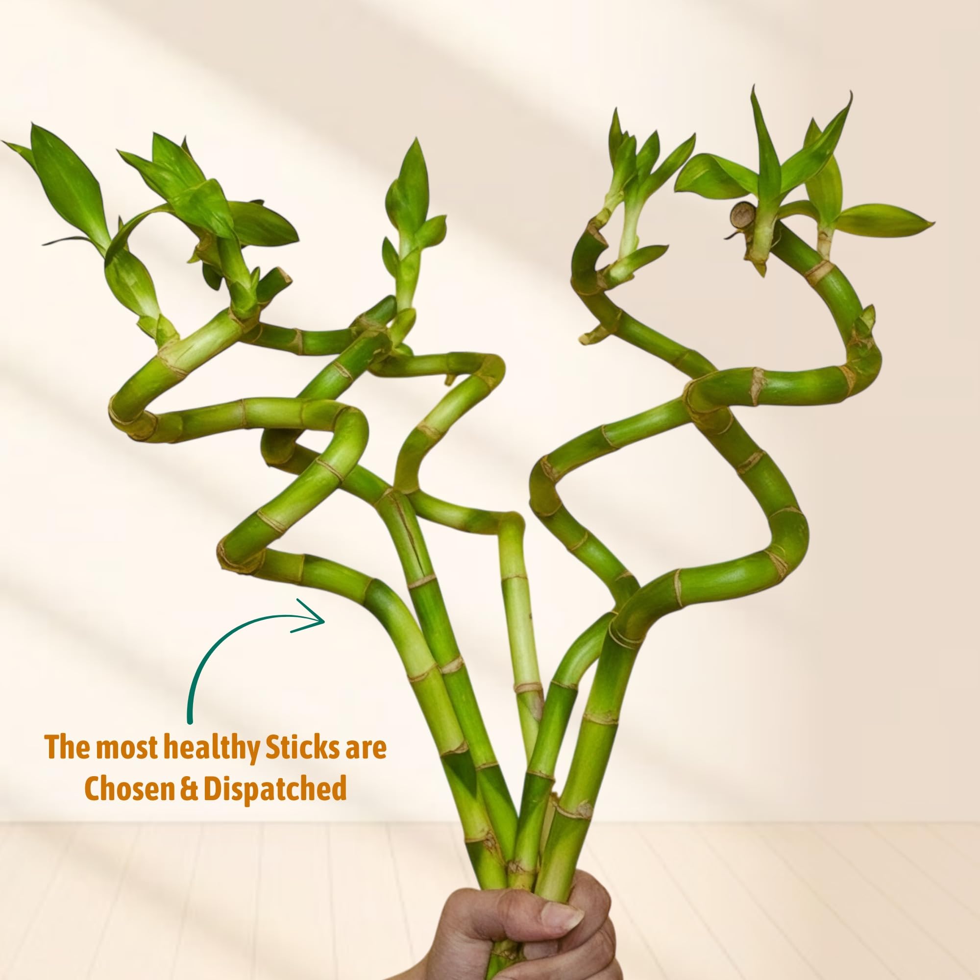Amulya Farms Live Lucky Bamboo 5 layer plant in Copper Pot | Bamboo Plants for home decoration | Indoor Plants for Home | Ideal for Living room, Balcony, Office desk & Kitchen | Lucky Vastu Plant |