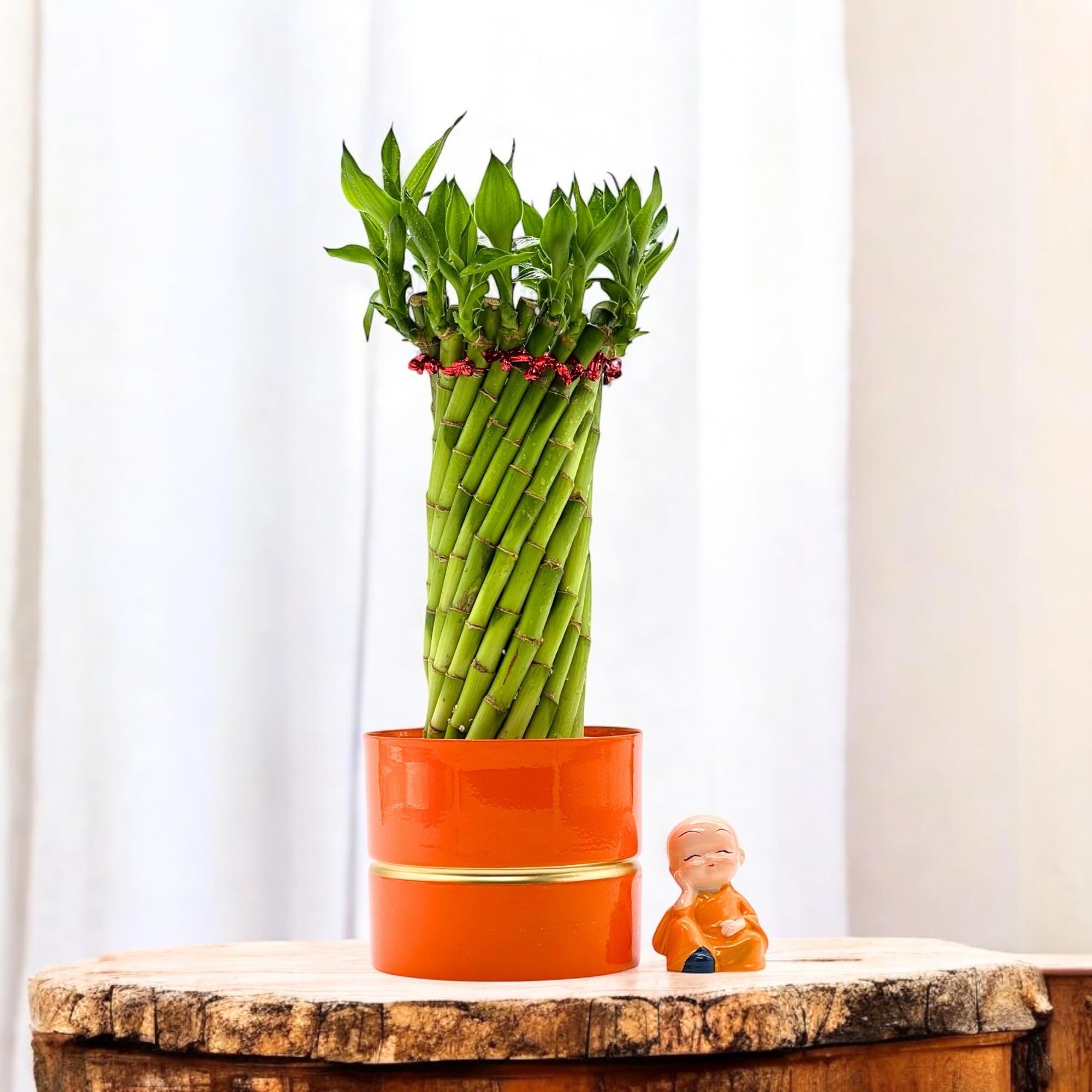 Amulya Farms Live Lucky Bamboo 5 layer plant in Copper Pot | Bamboo Plants for home decoration | Indoor Plants for Home | Ideal for Living room, Balcony, Office desk & Kitchen | Lucky Vastu Plant |