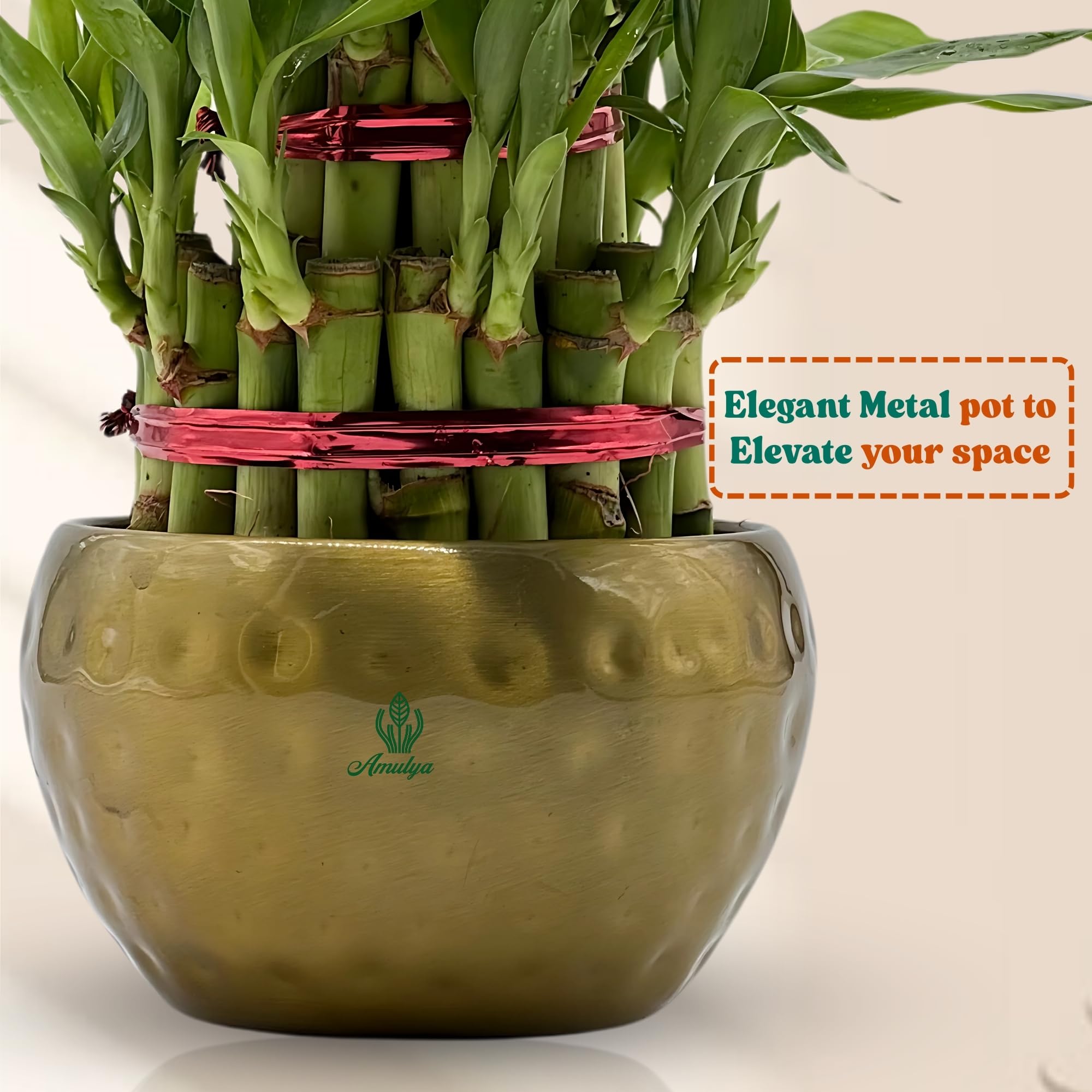 Amulya Farms Live Lucky Bamboo 5 layer plant in Copper Pot | Bamboo Plants for home decoration | Indoor Plants for Home | Ideal for Living room, Balcony, Office desk & Kitchen | Lucky Vastu Plant |