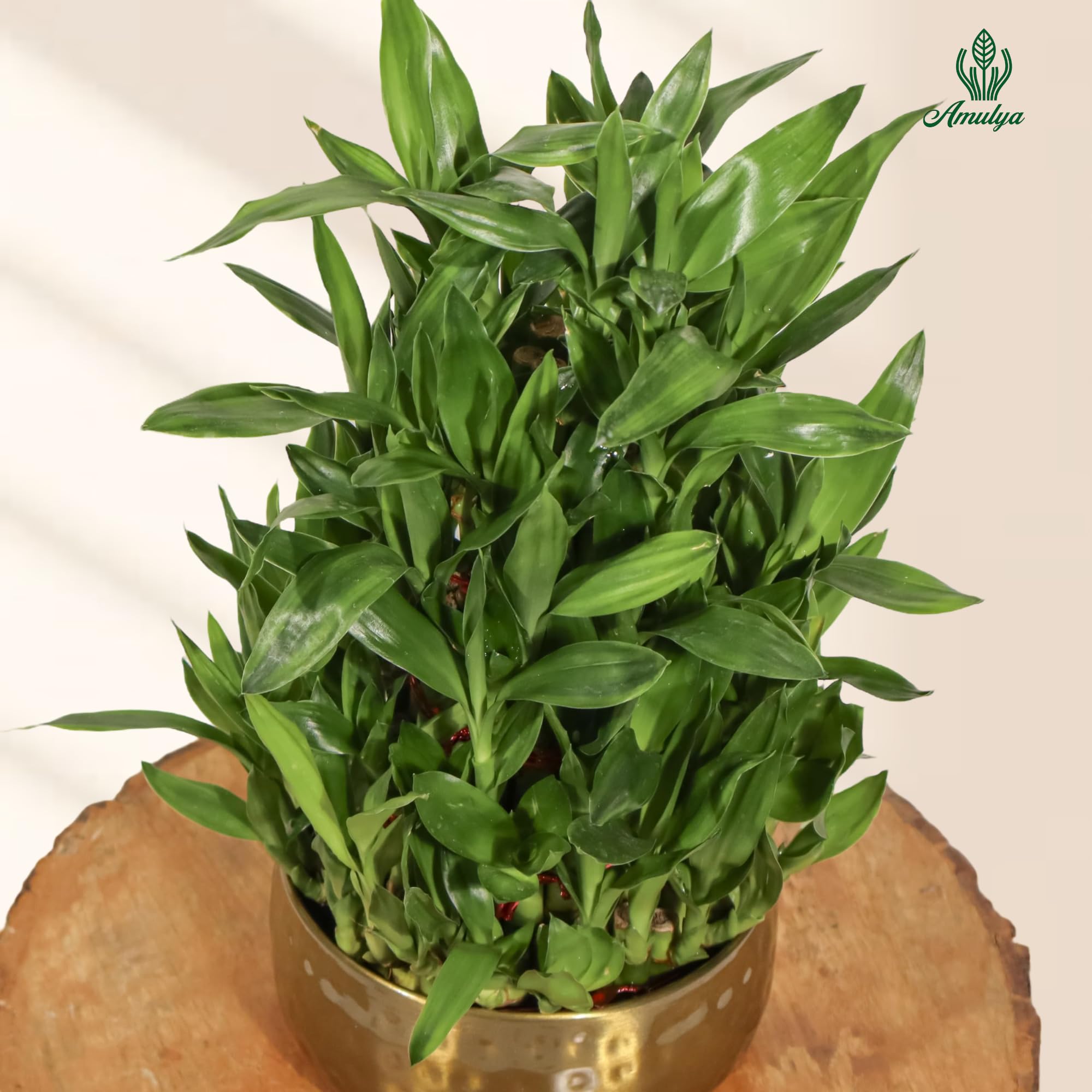 Amulya Farms Live Lucky Bamboo 5 layer plant in Copper Pot | Bamboo Plants for home decoration | Indoor Plants for Home | Ideal for Living room, Balcony, Office desk & Kitchen | Lucky Vastu Plant |
