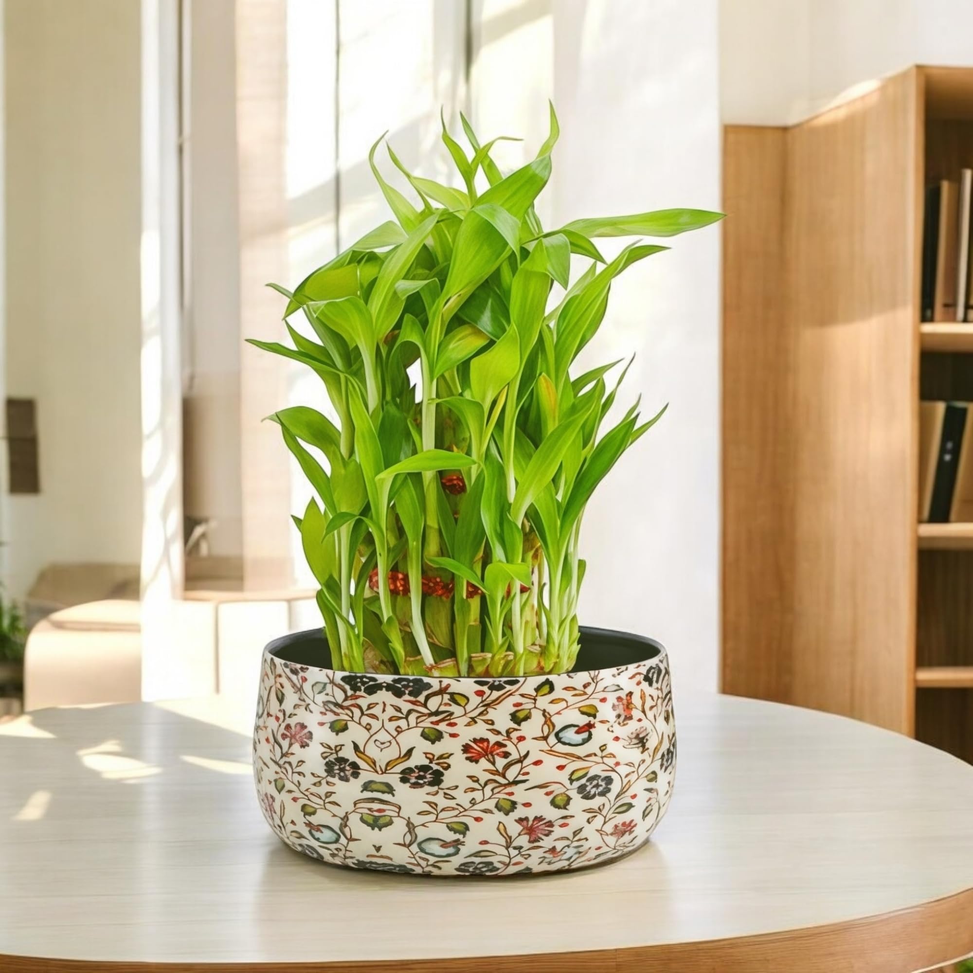 Amulya Farms Live Lucky Bamboo 5 layer plant in Copper Pot | Bamboo Plants for home decoration | Indoor Plants for Home | Ideal for Living room, Balcony, Office desk & Kitchen | Lucky Vastu Plant |