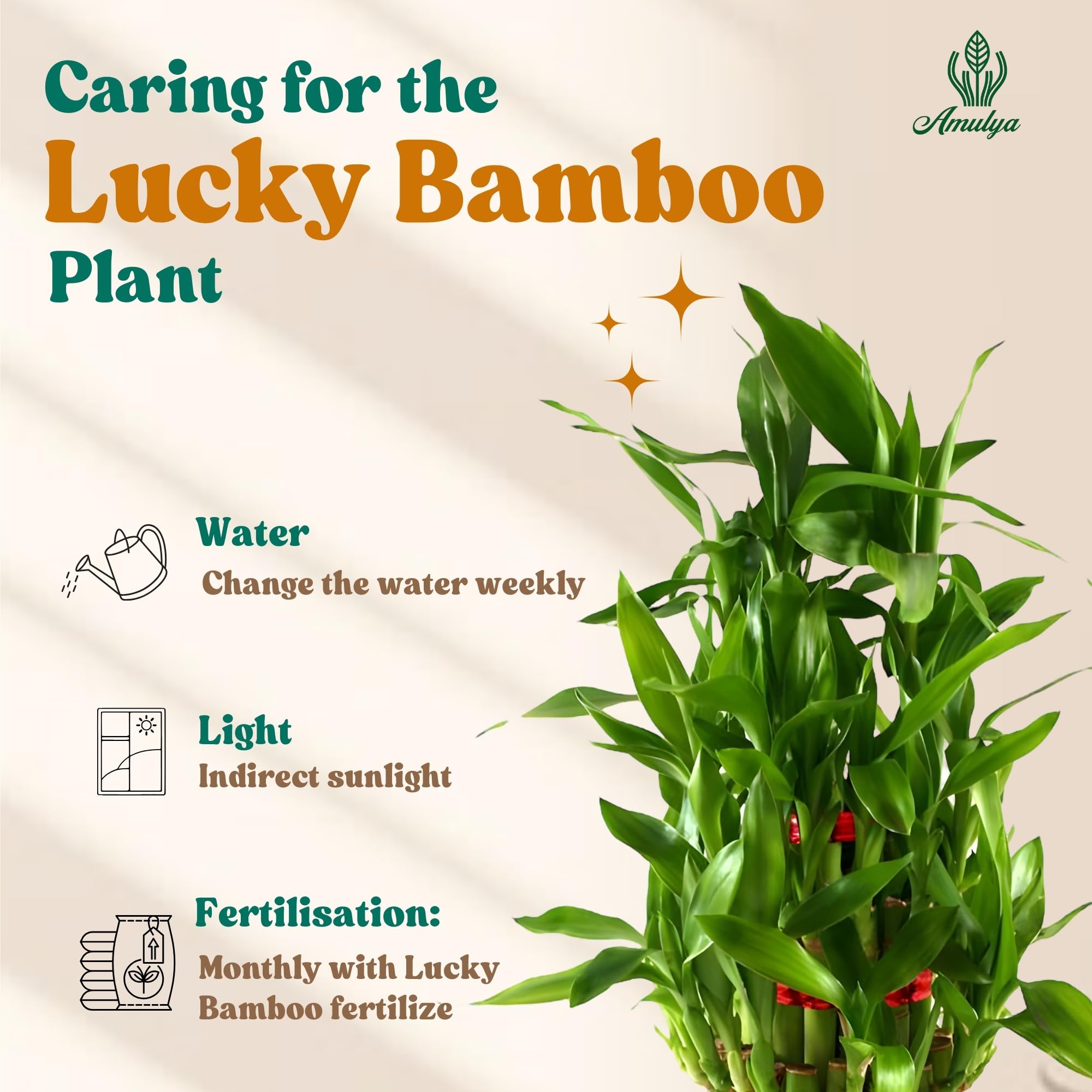 Amulya Farms Live Lucky Bamboo 5 layer plant in Copper Pot | Bamboo Plants for home decoration | Indoor Plants for Home | Ideal for Living room, Balcony, Office desk & Kitchen | Lucky Vastu Plant |